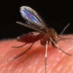 Pesquisa apoiada pela Fapitec/SE permite um diagnóstico mais rápido e eficaz do calazar  - Fotos: Ascom/Fapitec