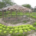 Agricultores são capacitados pelo projeto 'Cultivando o Sertão do São Francisco' -