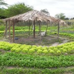 Agricultores são capacitados pelo projeto 'Cultivando o Sertão do São Francisco' -