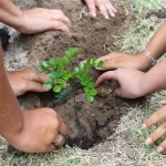 Semarh realiza ato no Dia da Árvore - Fotos: Igor Andrade( Ascom/Semarh)