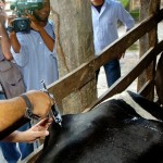 Faixa etária de vacinação contra a febre aftosa é reduzida em SE - Fotos: Márcio Dantas/ASN