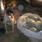 Batalhão de Choque apreende 25 quilos de maconha no bairro Santa Maria - Foto: Ascom/SSP