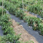Agricultor familiar aposta no cultivo protegido e na plasticultura - O pequeno produtor rural do perímetro irrigado Piauí