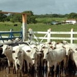 Faixa etária de vacinação contra a febre aftosa é reduzida em SE - Fotos: Márcio Dantas/ASN