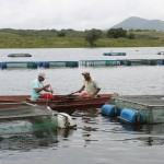 Piscicultura da Cohidro é destaque no programa Estação Agrícola