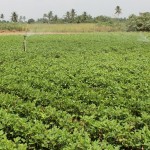 fixa homem no campo e gera renda - O agricultor Genivaldo de Azeveldo Jesus