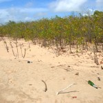 Praia do Viral receberá Projeto Ambiental - Fotos: Ascom/Setur