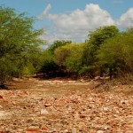 Governo vai investir mais R$ 2 milhões visando combate à desertificação  - Fotos: Sidney Gouveia/Semarh