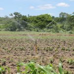Perímetros Irrigados batem recorde de produção com mais de 81 mil toneladas - Fotos: Ascom/Cohidro