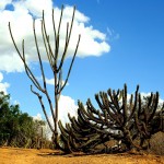 Governo vai investir mais R$ 2 milhões visando combate à desertificação  - Fotos: Sidney Gouveia/Semarh