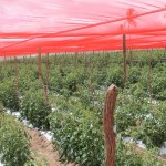 Agricultor reduz agrotóxicos na lavoura com uso de tela especial - Fotos: Ascom/Cohidro