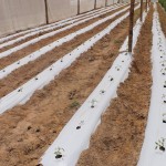 Agricultor reduz agrotóxicos na lavoura com uso de tela especial - Fotos: Ascom/Cohidro