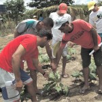 Agricultores aprendem práticas sobre diversificação de fruticultura -