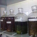 Pesquisa indica que extratos de plantas frutíferas podem combater dengue -