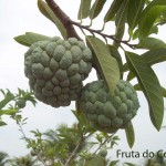 Pesquisa indica que extratos de plantas frutíferas podem combater dengue -