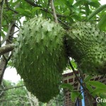 Pesquisa indica que extratos de plantas frutíferas podem combater dengue -