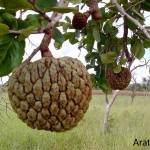 Pesquisa indica que extratos de plantas frutíferas podem combater dengue -