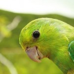 Aves do Monumento Natural Grota do Angico são observadas em pesquisa - Fotos: Ascom/Semarh