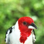 Aves do Monumento Natural Grota do Angico são observadas em pesquisa - Fotos: Ascom/Semarh
