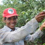 Acerola gera renda e emprego no perímetro irrigado Jacarecica II - Fotos: Ascom/Cohidro / A catadora Ana Maria