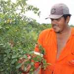 Acerola gera renda e emprego no perímetro irrigado Jacarecica II - Fotos: Ascom/Cohidro / A catadora Ana Maria