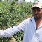 Acerola gera renda e emprego no perímetro irrigado Jacarecica II - Fotos: Ascom/Cohidro / A catadora Ana Maria