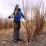 Cadastramento dos trabalhadores da cana de açúcar vai até dia 11 - Foto: Ascom/Seides