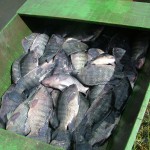 Piscicultores assistidos pela Cohidro produzem mais de 400 toneladas de peixes - O presidente da Cohidro
