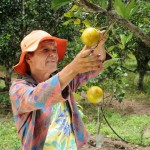 Mão Amiga: trabalhadores da cana e laranja serão alfabetizados -