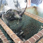 Piscicultores assistidos pela Cohidro produzem mais de 400 toneladas de peixes - O presidente da Cohidro
