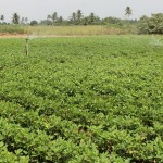 Irrigação do Jabiberi é mantida   - Foto: Ascom/Cohidro