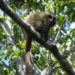 Pesquisadores da UFPB e UFS fazem pesquisas na Mata do Junco - Fotos: Ascom/Semarh