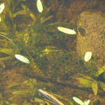Plantas aquáticas e abelhas orquídeas qualificam biodiversidade de Unidades de Conservação do Estado - Coleta de plâncton (filtração) / Fotos: Ascom/Semarh