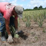 Crédito Fundiário muda a vida de agricultores familiares em Sergipe -