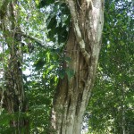 Pesquisadores da UFPB e UFS fazem pesquisas na Mata do Junco - Fotos: Ascom/Semarh