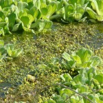 Plantas aquáticas e abelhas orquídeas qualificam biodiversidade de Unidades de Conservação do Estado - Coleta de plâncton (filtração) / Fotos: Ascom/Semarh