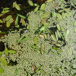 Plantas aquáticas e abelhas orquídeas qualificam biodiversidade de Unidades de Conservação do Estado - Coleta de plâncton (filtração) / Fotos: Ascom/Semarh