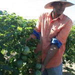 Crédito Fundiário muda a vida de agricultores familiares em Sergipe -