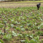 Agricultores trocam sistema de irrigação e colhem melhores resultados - O agricultor Antônio Jesus Dias