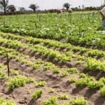 Agricultores trocam sistema de irrigação e colhem melhores resultados - O agricultor Antônio Jesus Dias