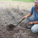 Agricultores trocam sistema de irrigação e colhem melhores resultados - O agricultor Antônio Jesus Dias
