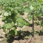 Agricultores trocam sistema de irrigação e colhem melhores resultados - O agricultor Antônio Jesus Dias