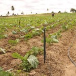 Agricultores trocam sistema de irrigação e colhem melhores resultados - O agricultor Antônio Jesus Dias