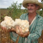Rio+20 conhece algodão orgânico produzido por agricultores familiares de SE -