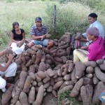 Cohidro identifica doenças que atingem plantação de inhame em Malhador - Fotos: Ascom/Cohidro