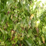 Cohidro identifica doenças que atingem plantação de inhame em Malhador - Fotos: Ascom/Cohidro