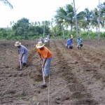 Emdagro e Embrapa acompanham plantio em campo de produção de sementes de mandioca   - Foto: Ascom/Emdagro