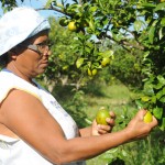 Seides discute cadastramento dos catadores de laranja em 2012 - Foto: Edinah Mary/Inclusão