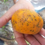 Emdagro intensifica ações preventivas contra fungo da laranja - Fotos: Ascom/Emdagro