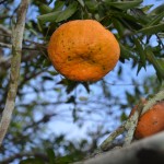 Emdagro intensifica ações preventivas contra fungo da laranja - Fotos: Ascom/Emdagro